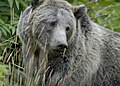 Un grizzli dans le parc national de Yellowstone.