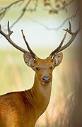 A male hard ground barasingha