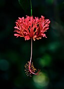 Hibiscus schizopetalus flower in Trivandrum, Kerala, India