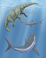 Artist's impression of a Cretoxyrhina and two Squalicorax circling a dead Claosaurus in the Western Interior Seaway