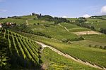 Hilly area with vineyards