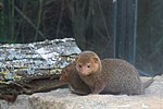 Thumbnail for Ethiopian dwarf mongoose