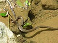 Image 18A common watersnake shedding its skin (from Snake)