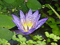 Nymphaea nouchallii