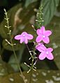 Pseuderanthemum alatum