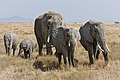 en:African Bush Elephant