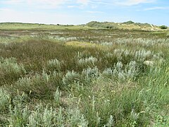 Dünenlandschaft an Nordseeküste auf Texel