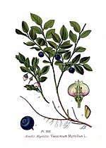 Miniatura para Vaccinium myrtillus