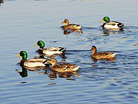 להקה של שלושה זכרים ושלוש נקבות שוחה באגם.