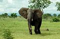 Un maschio di elefante africano