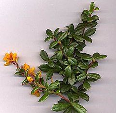 Pataqunya t'ankar (Berberis darwinii), tuktuyuq chillki