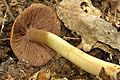 !!Cortinarius corrugatus!!