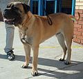 Bullmastiff