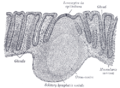 Sección da membrana mucosa do recto humano. X 60.