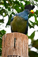 Captive specimen at Sedgwick County Zoo, Kansas