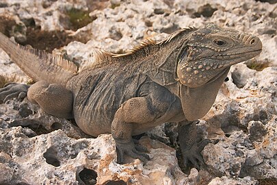 Iguane local