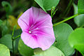 Xitoyda Ipomoea pes-caprae