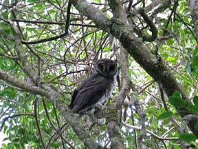 Rußeule (Tyto tenebricosa)