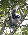 Silvery gibbon