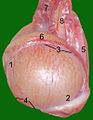 Testicle of a cat: 1: Extremitas capitata, 2: Extremitas caudata, 3: Margo epididymalis, 4: Margo liber, 5: Mesorchium, 6: Epididymis, 7: testicular artery and vene, 8: Ductus deferens