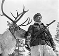 25. Finn katona rénszarvasával (Rangifer tarandus) élvezi a tavaszi napsütést 1944. május 4-én. 1941. június 25-én kezdődött a folytatólagos háború a Szovjetunió ellen a Barbarossa hadművelettel összehangoltan. A finn hadsereg rénszarvasokat alkalmazott többek között ellátmányszánok húzására havas viszonyok között. A kép eredeti, finn felirata magyarul: „Lappföld harcosai” (javítás)/(csere)