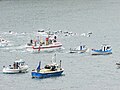 Pilot whale hunt in Vágur, Suðuroy in August 2012