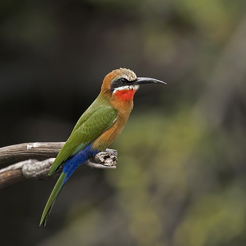 Белолобая щурка (Merops bullockoides)