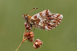 Balkan fritillary (Boloria graeca balcanica) underside Bulgaria