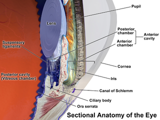 Anterior eye.