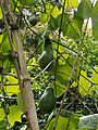 Chayote on vines