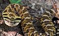 Image 12Eastern hognose hooding. (from Snake)