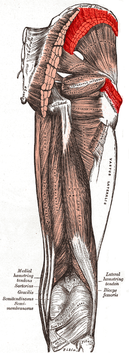 Musculus gluteus medius