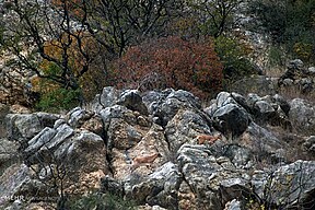 Wildziegen im Golestan-Nationalpark