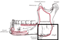 L'angle de la mandibule marquée en bas à droite sur une vue latérale de la mandibule.