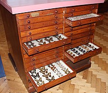 Photograph of multi-drawer butterfly display cabinet with some drawers open
