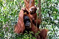 Image 40Sumatran orangutan mother and child in Mount Leuser National Park, North Sumatra (from Tourism in Indonesia)