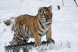 紐約布法羅動物園東北虎