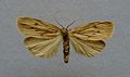 Pelosia obtusa (Arctiinae, Lithosiini)