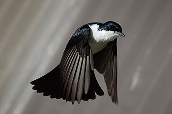 Restless Flycatcher