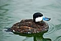 Ruddy Duck