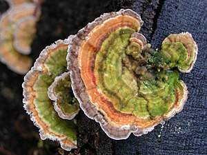 Polyporaceae Trametes versicolor