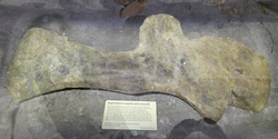 Holotypen til Supersaurus, BYU 9025 Scapulocoracoid (skulderblad og ravnenæbsben)