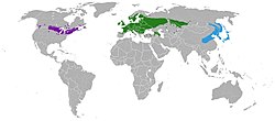 Koiranheiden ja sen muunnosten levinneisyys.   Viburnum opulus var. opulus   Viburnum opulus var. sargentii   Viburnum opulus var. americanum