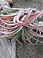 Tillandsia