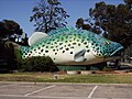 Le Giant morue de murray de Swan Hill.