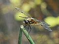 Four-spotted Chaser, by Dschwen