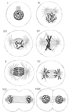 Canvis que es produeixen en una cèl·lula durant la mitosi (I,II,III: Profase; IV: Prometafase; V: Metafase; VI: Anafase; VII,VIII: Telofase)