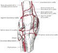 Anastomosis circumpatellaris