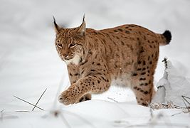 Lynx lynx