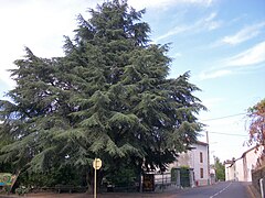 Cèdre au centre du village.